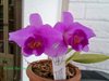 Laelia dayana 